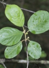 Einzelbild 7 Faulbaum - Frangula alnus