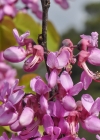 Einzelbild 7 Judasbaum - Cercis siliquastrum