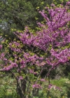Einzelbild 1 Judasbaum - Cercis siliquastrum