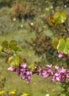 Einzelbild 8 Judasbaum - Cercis siliquastrum