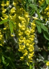 Einzelbild 6 Gemeiner Goldregen - Laburnum anagyroides