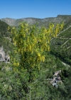 Einzelbild 7 Gemeiner Goldregen - Laburnum anagyroides
