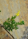 Einzelbild 4 Schwarzwerdender Geissklee - Cytisus nigricans