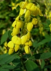 Einzelbild 5 Schwarzwerdender Geissklee - Cytisus nigricans
