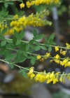 Einzelbild 6 Schwarzwerdender Geissklee - Cytisus nigricans