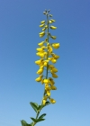 Einzelbild 8 Schwarzwerdender Geissklee - Cytisus nigricans