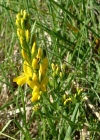 Einzelbild 5 Färber-Ginster - Genista tinctoria