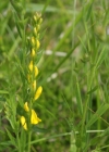 Einzelbild 8 Färber-Ginster - Genista tinctoria