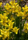 Einzelbild 8 Flügel-Ginster - Genista sagittalis