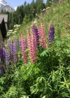 Einzelbild 5 Vielblättrige Lupine - Lupinus polyphyllus