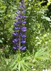 Einzelbild 6 Vielblättrige Lupine - Lupinus polyphyllus