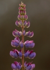 Einzelbild 8 Vielblättrige Lupine - Lupinus polyphyllus