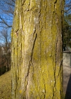 Einzelbild 6 Robinie - Robinia pseudoacacia