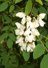 Einzelbild 8 Robinie - Robinia pseudoacacia