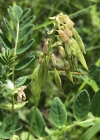 Einzelbild 5 Gletscherlinse - Astragalus frigidus