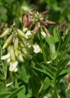 Einzelbild 6 Gletscherlinse - Astragalus frigidus