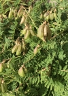 Einzelbild 6 Alpenlinse - Astragalus penduliflorus
