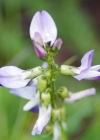 Einzelbild 5 Alpen-Tragant - Astragalus alpinus