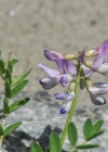 Einzelbild 6 Alpen-Tragant - Astragalus alpinus