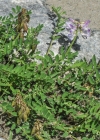 Einzelbild 7 Alpen-Tragant - Astragalus alpinus