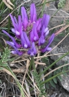 Einzelbild 5 Esparsetten-Tragant - Astragalus onobrychis