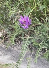 Einzelbild 6 Esparsetten-Tragant - Astragalus onobrychis