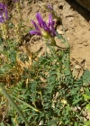 Einzelbild 7 Esparsetten-Tragant - Astragalus onobrychis