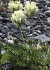 Einzelbild 5 Alpen-Spitzkiel - Oxytropis campestris