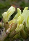 Einzelbild 7 Alpen-Spitzkiel - Oxytropis campestris