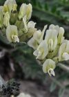 Einzelbild 8 Alpen-Spitzkiel - Oxytropis campestris