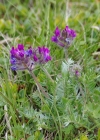 Einzelbild 5 Hallers Spitzkiel - Oxytropis halleri