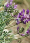 Einzelbild 8 Hallers Spitzkiel - Oxytropis halleri