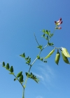 Einzelbild 6 Hecken-Wicke - Vicia dumetorum