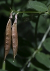 Einzelbild 7 Hecken-Wicke - Vicia dumetorum