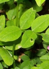 Einzelbild 8 Hecken-Wicke - Vicia dumetorum