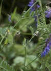 Einzelbild 5 Vogel-Wicke - Vicia cracca
