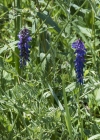Einzelbild 6 Vogel-Wicke - Vicia cracca