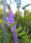 Einzelbild 7 Vogel-Wicke - Vicia cracca