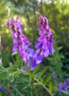 Einzelbild 1 Vogel-Wicke - Vicia cracca