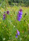 Einzelbild 8 Vogel-Wicke - Vicia cracca