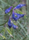 Einzelbild 5 Esparsetten-Wicke - Vicia onobrychioides