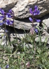 Einzelbild 7 Esparsetten-Wicke - Vicia onobrychioides
