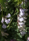 Einzelbild 5 Wald-Wicke - Vicia sylvatica
