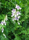 Einzelbild 6 Wald-Wicke - Vicia sylvatica