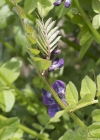 Einzelbild 5 Zaun-Wicke - Vicia sepium