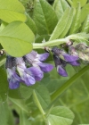 Einzelbild 6 Zaun-Wicke - Vicia sepium