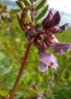 Einzelbild 7 Zaun-Wicke - Vicia sepium