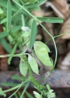 Einzelbild 6 Behaarte Wicke - Vicia hirsuta