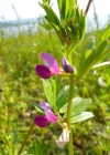 Einzelbild 5 Futter-Wicke - Vicia sativa