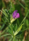 Einzelbild 6 Futter-Wicke - Vicia sativa